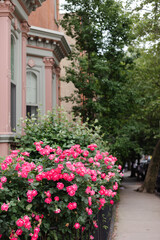 Beautiful pink roses bloom along a sidewalk near a charming historic building in summer