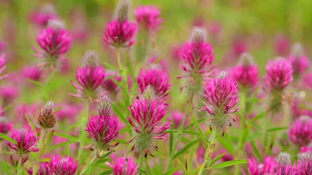 Spring flower 1440
