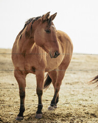 Fototapeta premium Standing brown horse behind wire fence