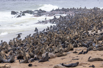fur seal at cape cross, Namibia