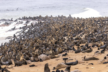 fur seal at cape cross, Namibia