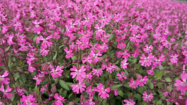 Beautiful Champion or Catchfly flowers sway in the wind in springеtime