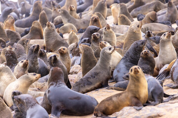 fur seal at cape cross, Namibia