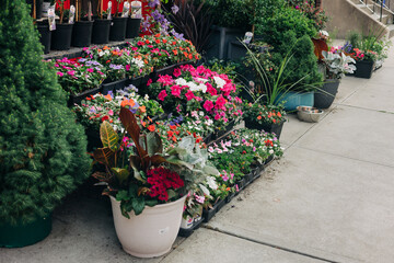 Colorful flower display outside a local garden shop on a sunny day in a vibrant neighborhood