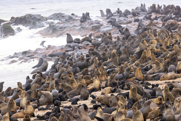 fur seal at cape cross, Namibia