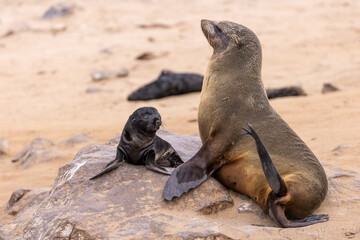 fur seal at cape cross, Namibia