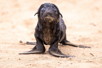 fur seal at cape cross, Namibia