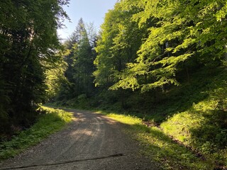 Wiosna, las, dużo zieleni, spokój, relax.