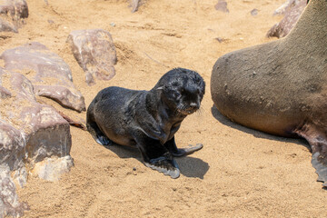 Fur seal in cape cross, Namibia.