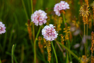A close-up of delicate pink wildflowers blooming among tall grass and yellow seed heads, with a...