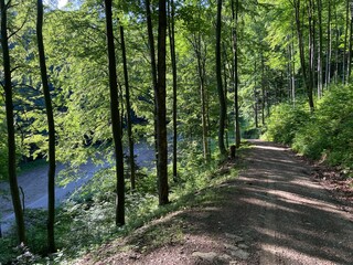 Wiosna, las, dużo zieleni, spokój, relax.