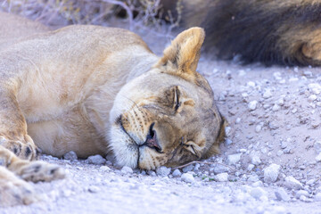 Lioness in kgalagadi Transfronier Park 45