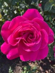 Róża polna, polska wieś