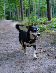 Close-up of a small black and tan dog walking freely on a forest trail, with trees and green foliage in the background.