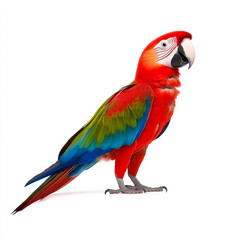 Fototapeta premium Proud parrot on a perch. A vibrant parrot with red, blue, and green feathers stands on a perch, showcasing its beautiful plumage and personality.