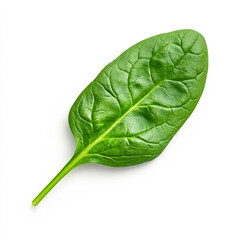 Obraz premium Fresh spinach leaf on white background. A single, vibrant green spinach leaf with visible veins rests on a clean white background, showcasing its freshness.
