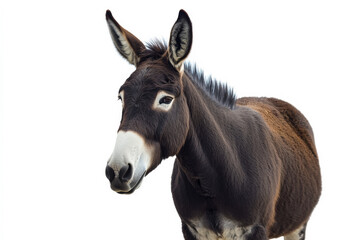 Donkey stands out with expressive face. A donkey stands against a white background, highlighting its big ears and thoughtful gaze into the distance.