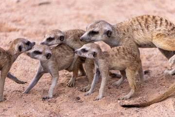 Meerkat at kgalagadi transfrontier park