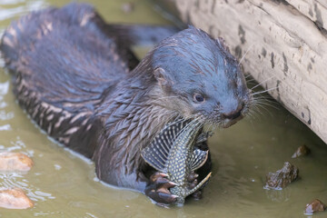 Otter in Pantanal, Brazil