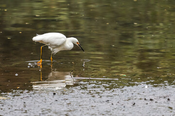 An elegant Snowy Egret with immaculate white plumage, black beak, and vibrant yellow feet, foraging...