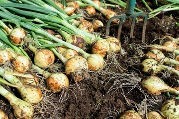 Harvesting yellow onions. The dug up bulbs lie on the ground.