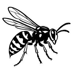 Detailed Black and White Hornet or Wasp Insect Vector - Nature and Pest Illustration