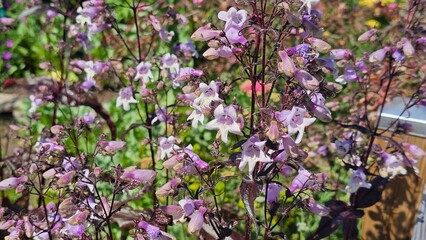 Sweden. Penstemon laevigatus, the eastern smooth beardtongue, is a plant in the plantain family, Plantaginaceae. 