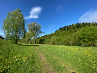 Muszyna, Dolina popradu, wiosna 25