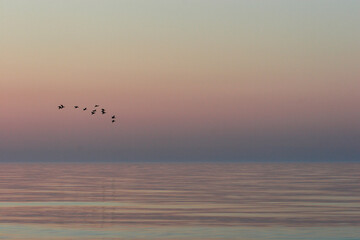 A flock of birds flies gracefully over a calm, smooth sea reflecting the soft, pastel hues of...