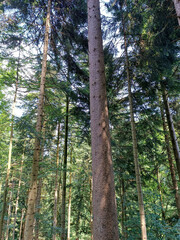 Dense conifer forest with tall spruce trees reaching toward the sky. Sunlight filtering through the...
