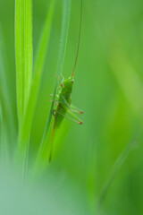 Vibrant Green Grasshopper or Katydid on Tall Grass Blade | Macro Nature with Soft Background