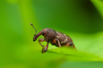 Detailed Macro of Brown Weevil on Green Leaf | Insect with Long Snout in Natural Habitat