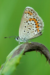 Delicate Butterfly with Orange and Brown Markings on Green Leaf | Insect Macro in Nature