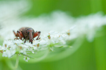 Brown Weevil with Long Snout on White Flowers Macro Insect on Queen Anne's Lace