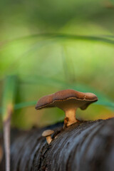 Small Brown Mushroom on Fallen Log in Forest | Macro Nature Detail & Woodland Growth