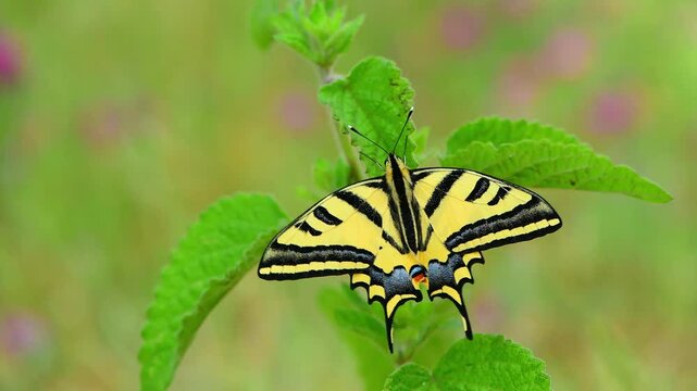 Papilio alexanor 1443