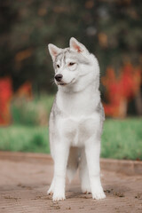 Frontal portrait of purebred Siberian husky with thick gray white coat standing on paved path among blurred autumn foliage showing upright calm confident stance © Kseniia