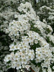 Polska wieś, białe kwiaty, krzak © Maciej G. Szling