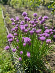 Polska wieś, kwiaty szczypiorka.