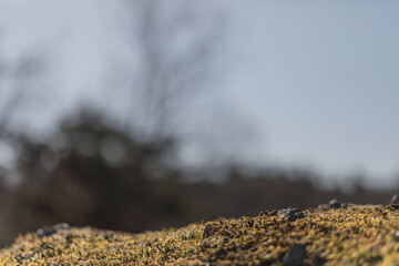 Close-up of moss-covered ground and small summer plants with shallow focus and blurred background....