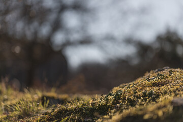 Moss and delicate plants on a forest floor captured in macro with shallow focus and sunlit summer tones. There is enough free space around the subject for text or graphics.
