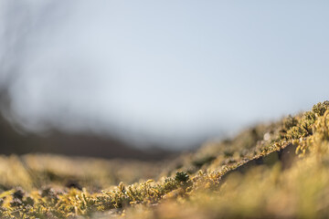 Macro view of moss and tiny plants on a sunlit forest floor with shallow depth of field. The...