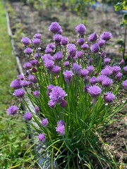 Polska wieś, kwiaty szczypiorka.