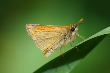 Braun Dickkopf, Thymelicus lineola