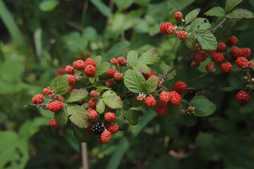 Allegheny Blackberries growing near a small lake in Lithonia, GA.