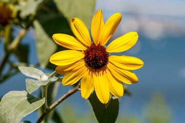 sunflower in the garden