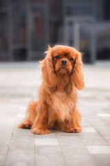 Front view of elegant long-haired chestnut dog on modern urban paving, soft lighting highlighting...