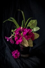Beautiful background with pink petunias in the vase; Petunia Grandiflora