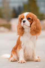 Full body of long-haired bicolor dog on modern paved area, symmetrical front pose with clear facial...