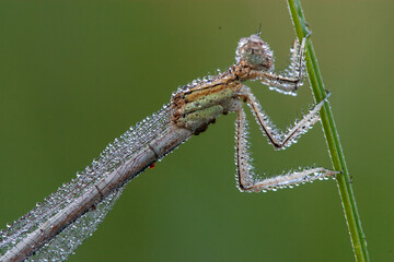 Close-up macro photo of a damselfly covered in morning dew droplets, clinging to a green stem....